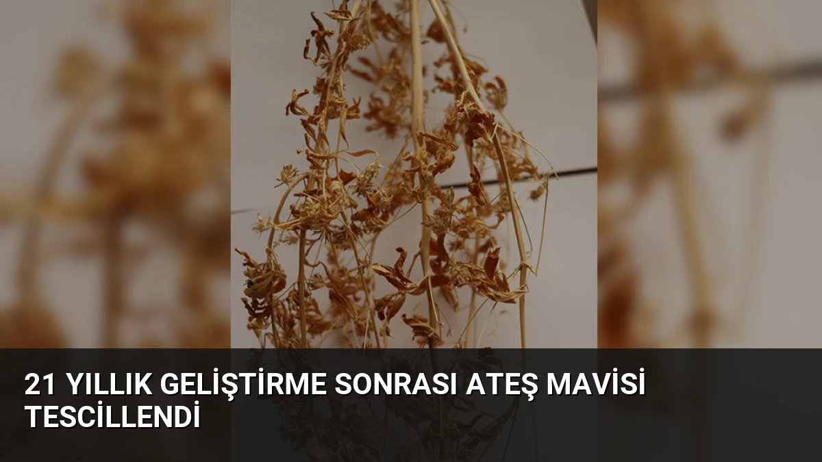 21 Yıllık Geliştirme Sonrası Ateş Mavisi Tescillendi