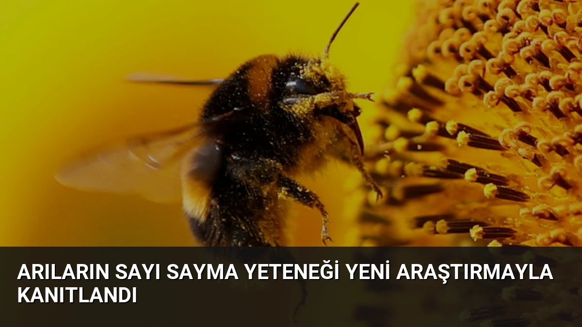 Arıların Sayı Sayma Yeteneği Yeni Araştırmayla Kanıtlandı