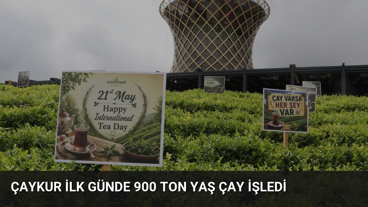 ÇAYKUR İlk Günde 900 Ton Yaş Çay İşledi
