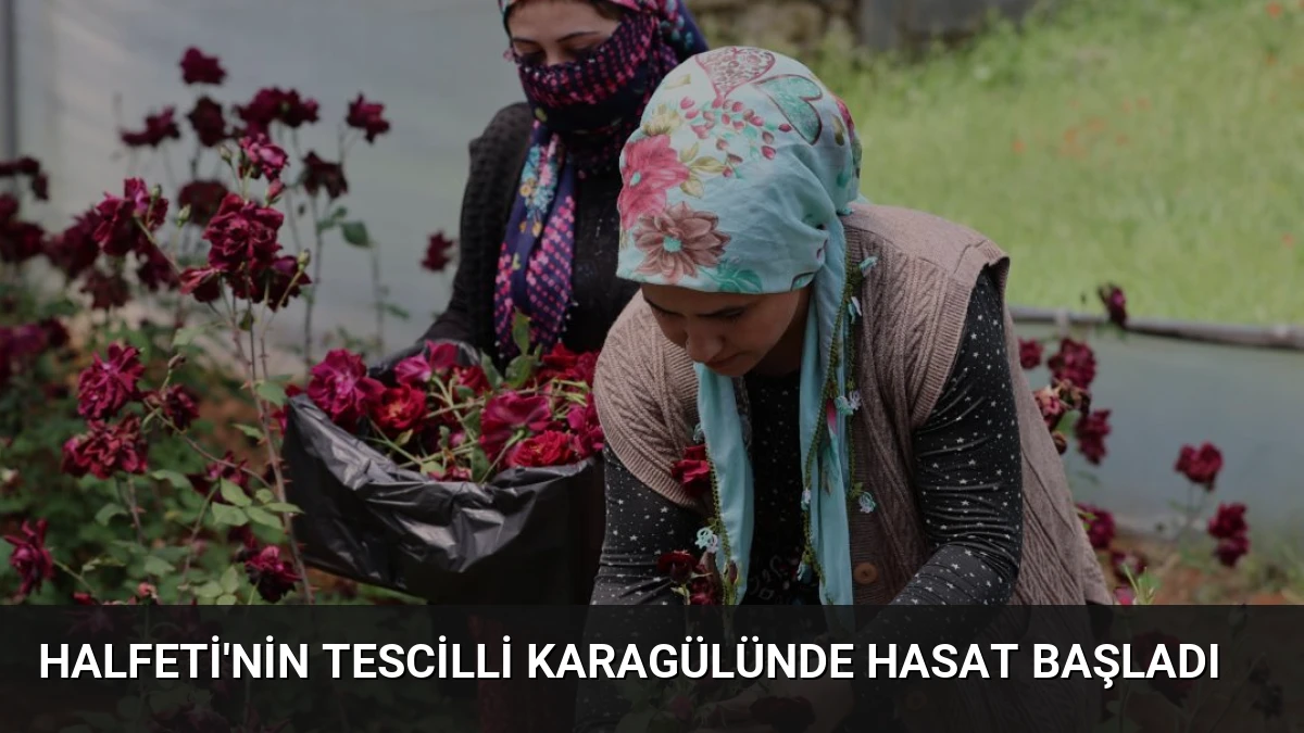 Halfeti’nin Tescilli Karagülünde Hasat Başladı