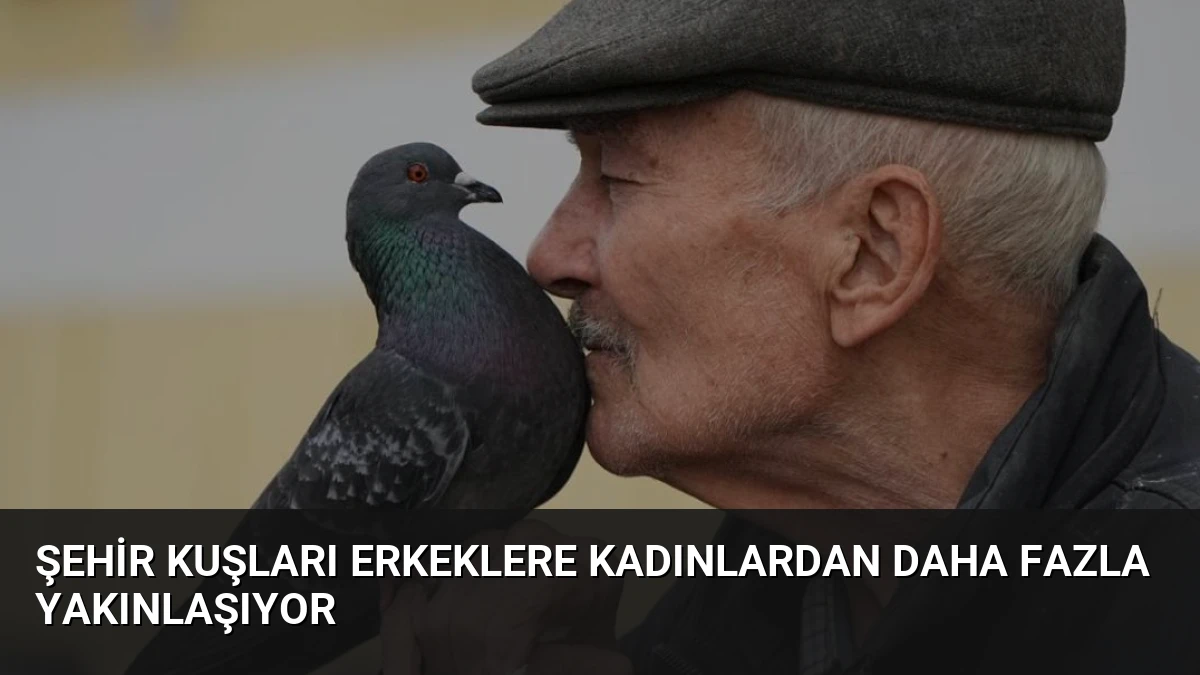 Şehir Kuşları Erkeklere Kadınlardan Daha Fazla Yakınlaşıyor