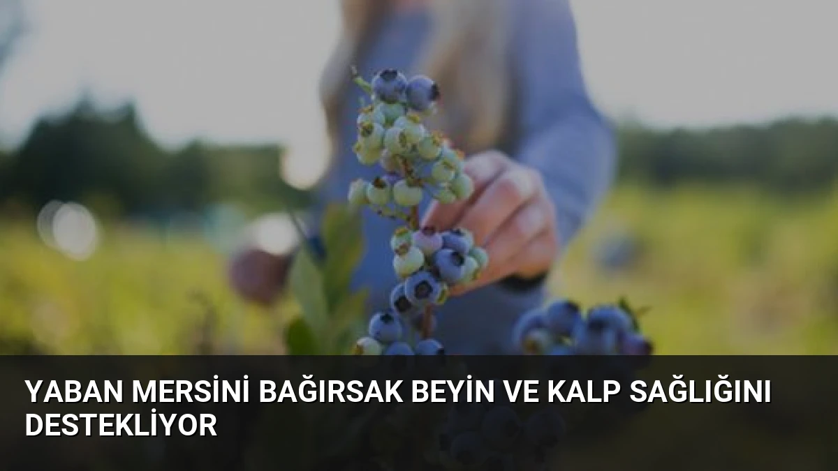 Yaban Mersini Bağırsak Beyin ve Kalp Sağlığını Destekliyor