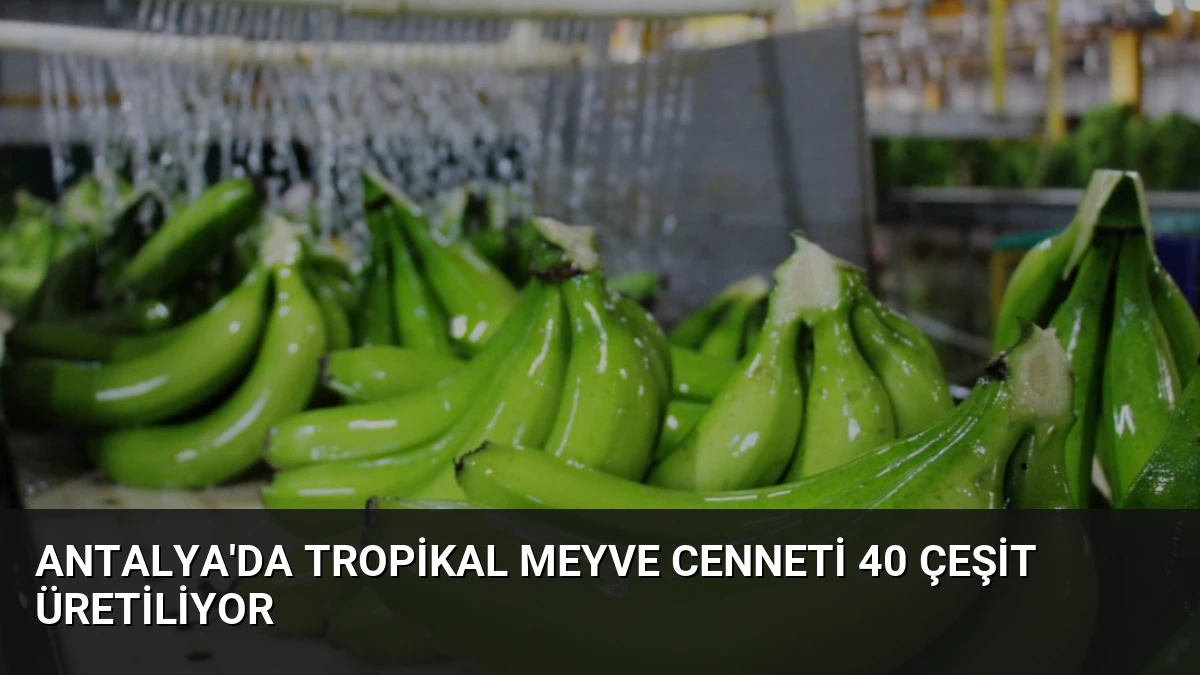 Antalya’da Tropikal Meyve Cenneti 40 Çeşit Üretiliyor