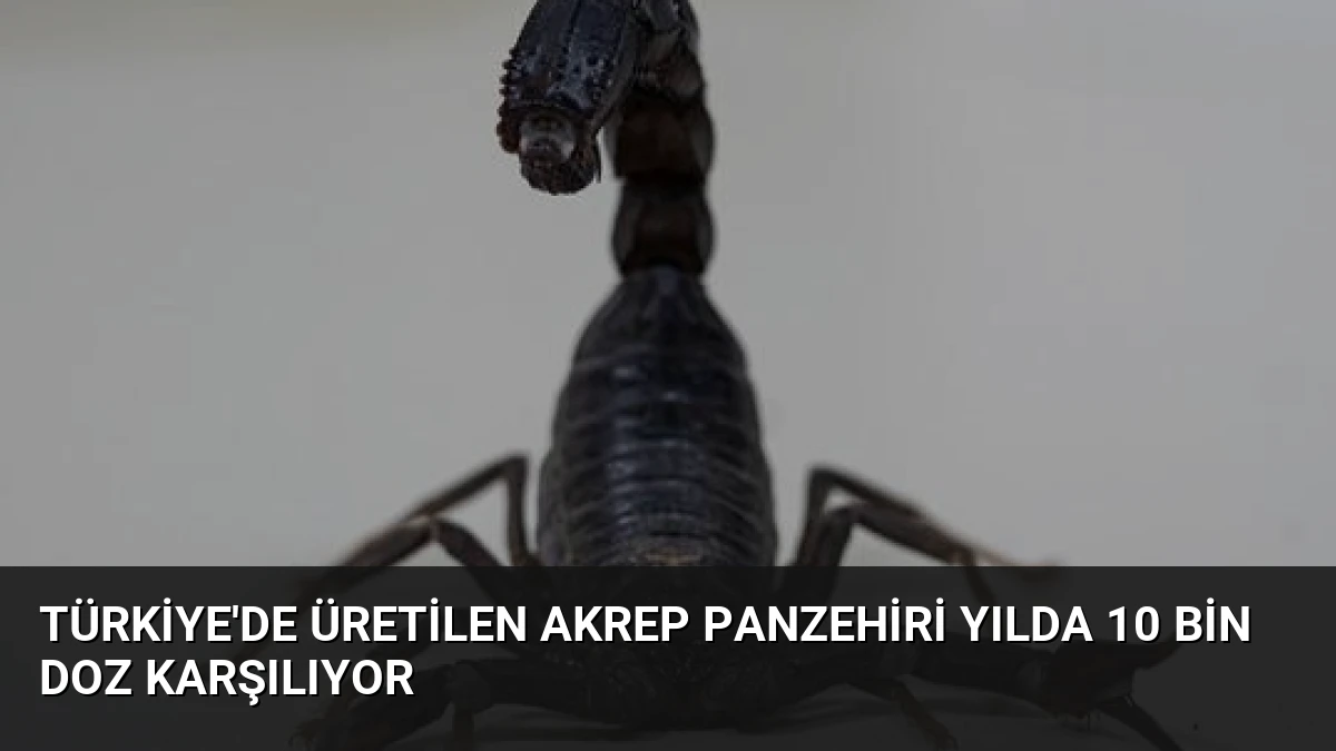 Türkiye’de Üretilen Akrep Panzehiri Yılda 10 Bin Doz Karşılıyor
