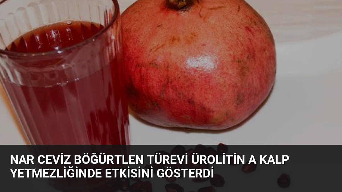 Nar Ceviz Böğürtlen Türevi Ürolitin A Kalp Yetmezliğinde Etkisini Gösterdi